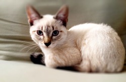 the-book-ferret:  kkavmark:  Rivercat!  My friends kitteh is the cutest!