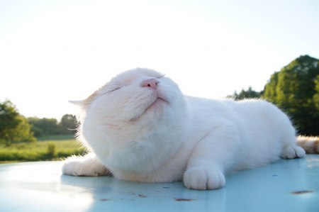 cybergata:  にこ