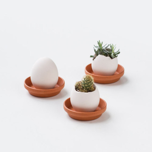 Cracked Ceramic Eggs are an Eggcellent Way to Grow Your Own PlantsNo matter how you take your eggs, 