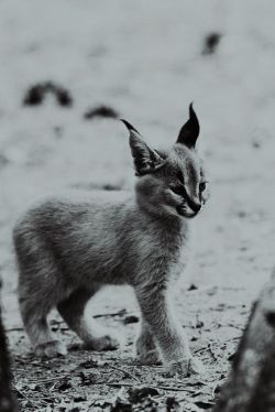 cedarwoodandserotonin:  Baby Lynx 