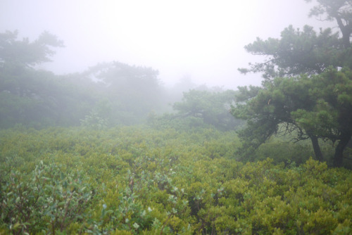 90377: Sams Point in the Fog by WhatsAllThisThen