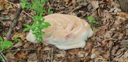 kazzikame:   awwww-cute:  Stumbled upon this little guy this afternoon  I don’t have my glasses on and I thought this was a raw chicken breast in the forest. 