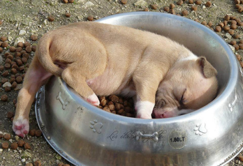 awesome-picz:  Puppies That Can Sleep Anywhere adult photos