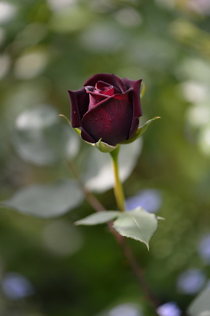 blooms-and-shrooms:Rose ’ Louis ⅩⅣ’ by myu-myu on Flickr.