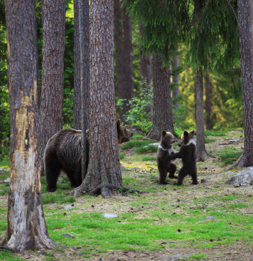 magicalnaturetour:  Photo by Valtteri M