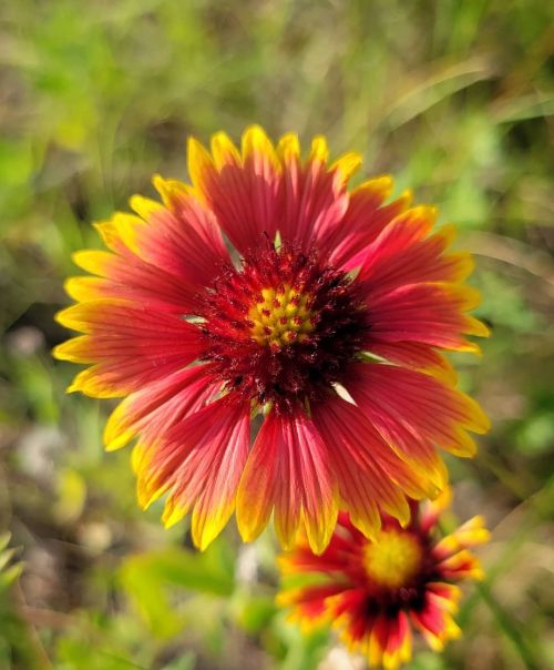 Indian Blanket Bingo: shimmy shimmy shimmy with the wind beneath the sun… #indianblanket #wil