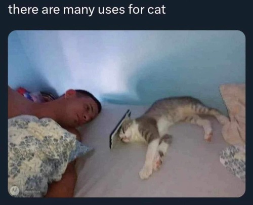 Your Daily Dose Of Cat Memes