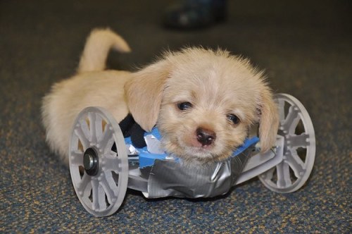 buzzfeed:Scientists Made A 3D-Printed Wheelchair For A Puppy With Only Two Legs