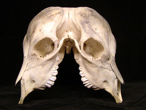 seraphasia:reallifeishorror:The skull of a two headed calf.