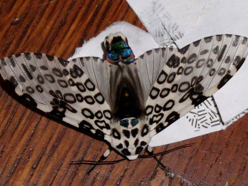 Sex cool-critters: Giant leopard moth (Hypercompe pictures