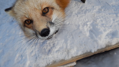 Foxy in the snow, I love how her red fur contrasts the pure white snow, she truly is a magnificent a