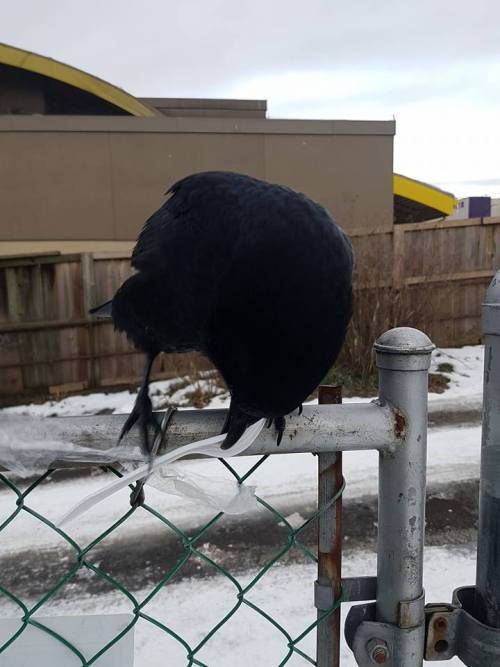 everythingisahoax:I, for one, welcome our Corvid overlords. @jaune-arc is it wrong that I imagine yo