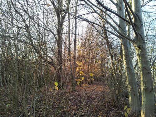 Not Too Spectacular But Who Doesn't Like A Bit Of #sunlight - Especially In #autumn... 10.12.15 #latergram