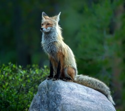 beautiful-wildlife:  Proud Fox by Hisham