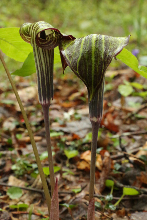 vandaliatraveler: Phase 2 Spring Wildflowers: Jack-in-the-pulpit (Arisaema triphyllum), sometimes re