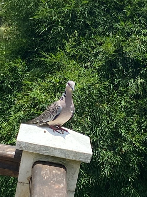 Theydve Got Fucking MONITOR LIZARDS!!