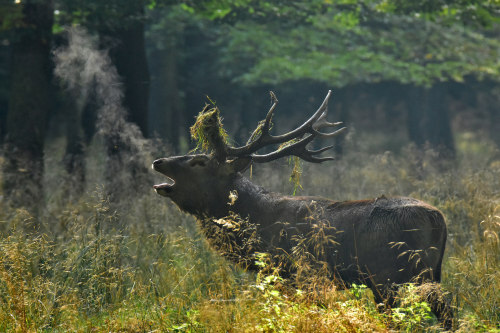 90377:Rothirsch - red deer - Cervus elaphus by Olaf Kerber