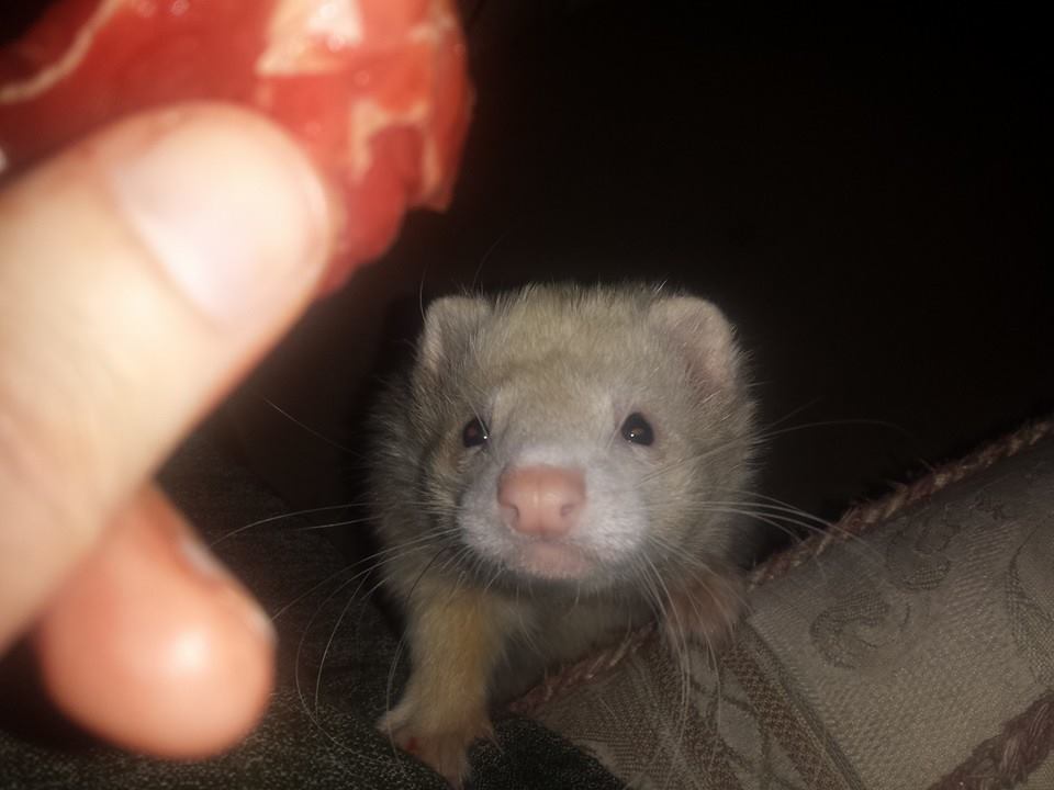 raw feeding ferrets