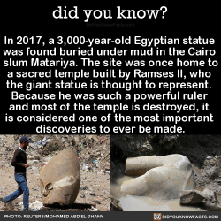 did-you-kno:  In 2017, a 3,000-year-old Egyptian statue  was found buried under mud in the Cairo  slum Matariya. The site was once home to a sacred temple built by Ramses II, who  the giant statue is thought to represent.  Because he was such a powerful