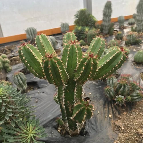 大正キリン Euphorbia echinus #euphorbia #succulentshttps://www.instagram.com/p/Bq3ci52Hi0b/?utm_source=ig