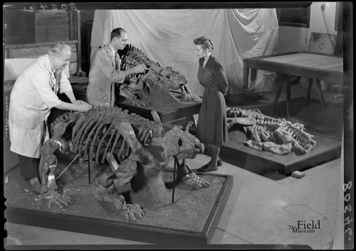 fieldmuseumphotoarchives:Fossil Friday, Pareiasaurs and a Dicynodont. These specimen needed some min