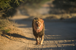 earthlynation:  (via 500px / African Highway Patrol by Morkel Erasmus)