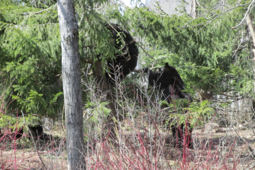 rebexorcist:  I went to the zoo last week and obviously all I was thinking at the black bear exhibit was “I gotta get some cute shots for @artemispanthar!” And I didn’t get very many so I’ll throw in two bonus shots from a couple of years ago