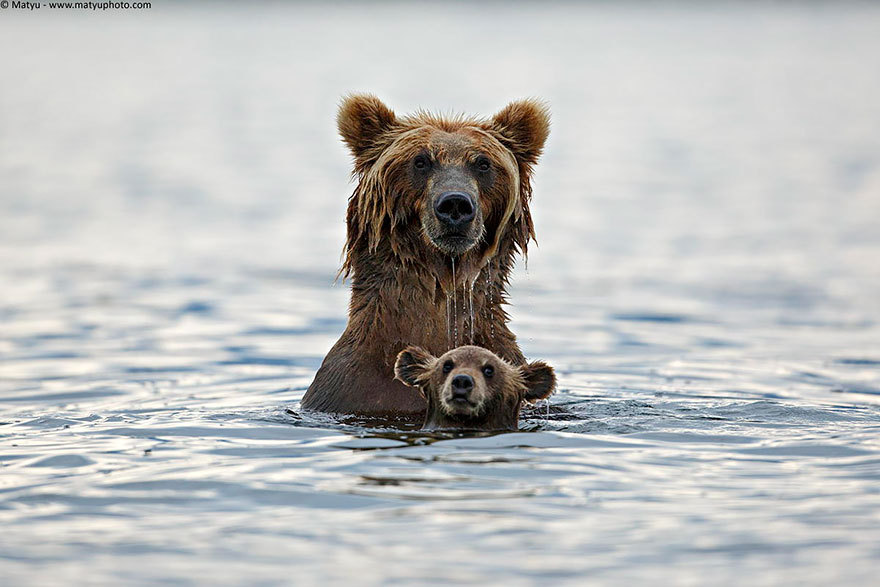 angelclark:  Big Bears Teaching Their Teddies How To Bear  Momma bears are a fairly