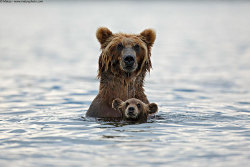 angelclark:  Big Bears Teaching Their Teddies