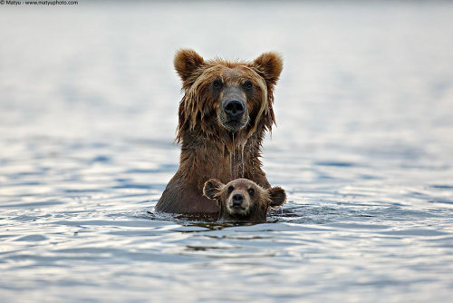 angelclark:  Big Bears Teaching Their Teddies How To Bear  Momma bears are a fairly devoted bunch, and because bears are so incredibly cute, the moments they enjoy in the spring when raising their young cubs can be truly precious. That’s why we collected