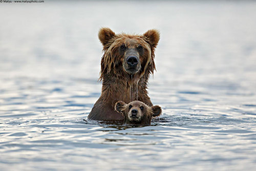 boredpanda:   15+ Un-Bear-Ably Cute Momma Bears Teaching Their Teddy Bears How To Bear  