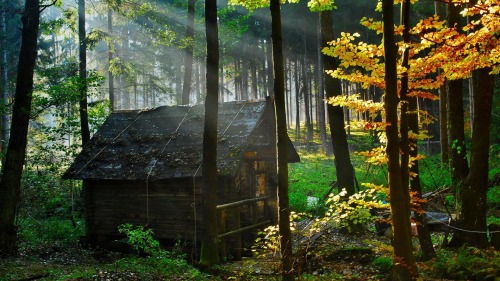 odditiesoflife: A House In the Woods &ldquo;I went to the woods because I wished to live deliber