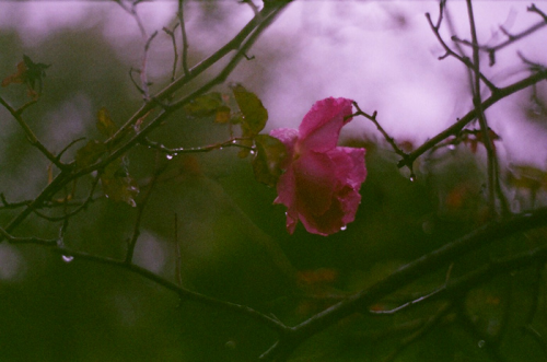 expressions-of-nature:  England by Victoria