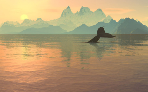 worldofwhales:  Alaskan whale sunset / Serendigity / cc