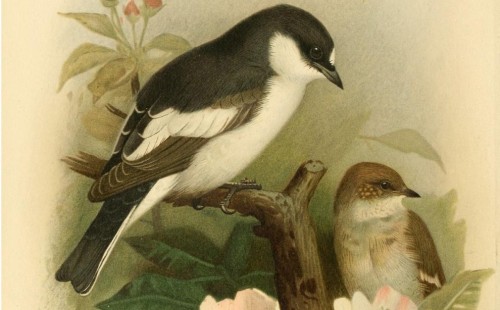 dendroica:The Information ParasitesThe pied flycatchers and great tits, both found across much of Eu
