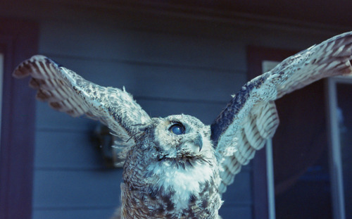 Samantha |One-Eyed | Blind Owl.
Leica M6
Photo by Arthur Hitchcock