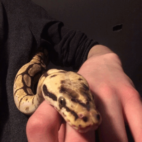 radchimera: When ya girl got a pretty face Accidentally deleted the original post