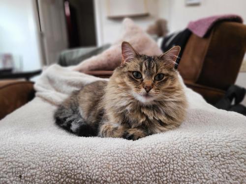 supermodelcats:  Snapped a great pic of Miss Mochi!
