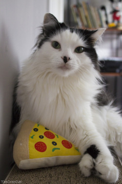 theoreocat:  I don’t care if it’s fake. You still can’t have my pizza. 