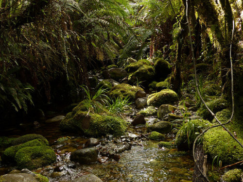 Small creek, Kawhaka Forest, West Coast by New Zealand Wild on Flickr.