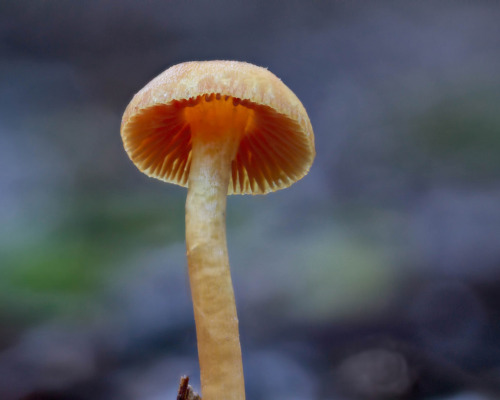 Mushroom, Mamaku Forest Park, New Zealand [OC] [1500x1200]