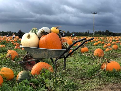 I bought some pumpkins and gourds today . . . . . . . #undleypumpkinpatch #pumpkinpatch #pumpkins #g