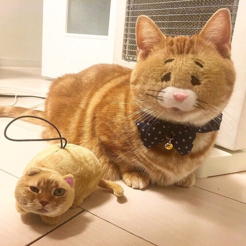 floofy-pets:This is one of the best face swaps I have seen. Ever.