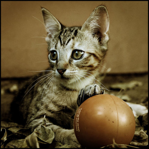 appropriation by grafitomane cute tabby kitten resting with ball