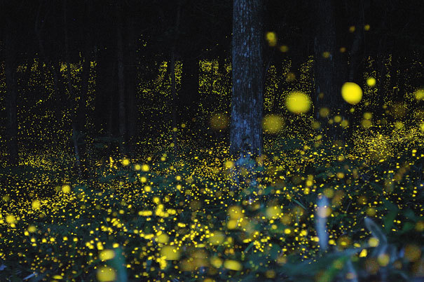 odditiesoflife:  Long Term Exposure of Mating Gold Fireflies Japanese photographer