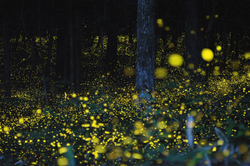 scishow:  odditiesoflife:  Long Term Exposure of Mating Gold Fireflies Japanese photographer Yuki Karo goes to various places around Maniwa and Okayama Prefectures in Japan and uses long exposure to capture some stunning shots of mating gold fireflies.