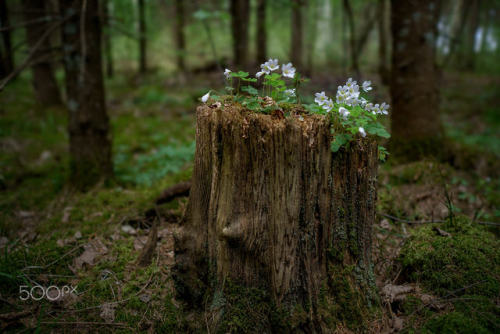 silvaris: Spring tales of dense forest by Nikolajs Lunskijs