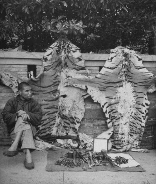 George Silk: Street vendor with tiger bones for those who wish to make their own medicine, Shanghai,