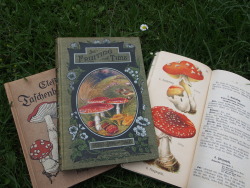shroomlings: Mushroom literature ^^