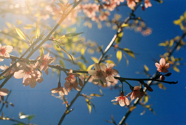 Spring has come on Flickr.
Via Flickr:
• Camera: Nikon FM
• Film: Fuji ProPlus 200
• Blog | Tumblr